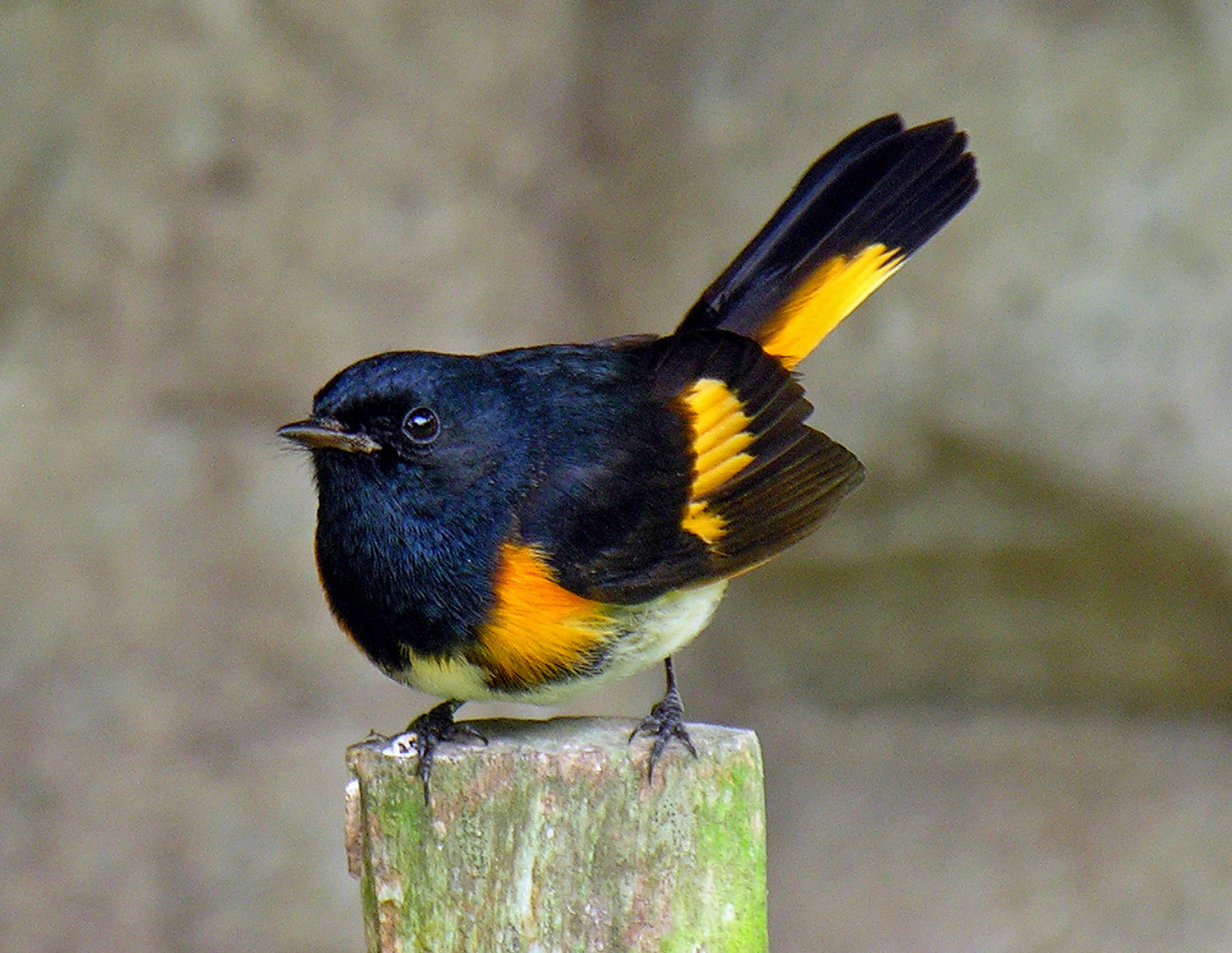 American Redstart perched on a branch